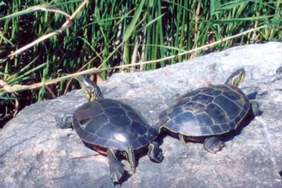 Nickle Lake Regional Park