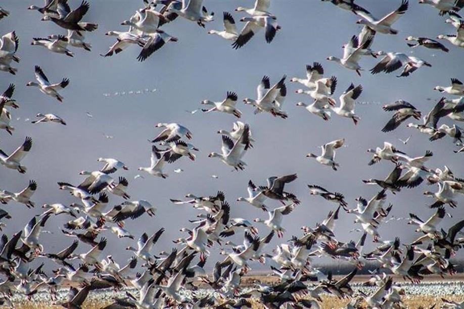 No Fly Zone Outfitters