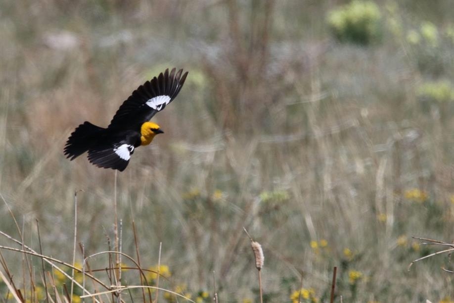Old Wives Lake Nature Area and Interpretive Trails - Photo Credit: Murray Crandon