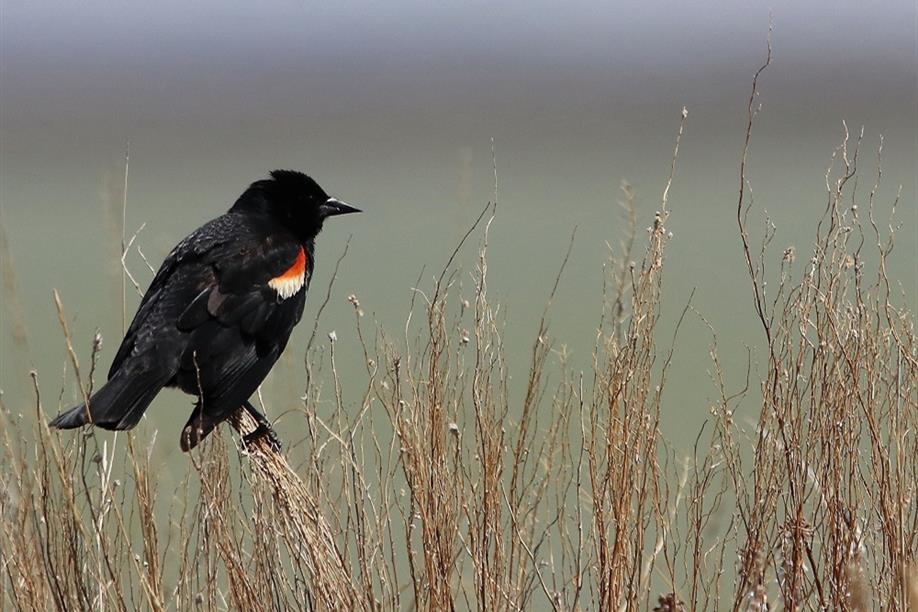 Old Wives Lake Nature Area and Interpretive Trails - Photo Credit: Murray Crandon
