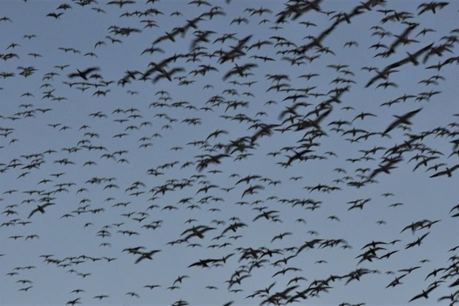 Pacific Wings Prairie Outfitters