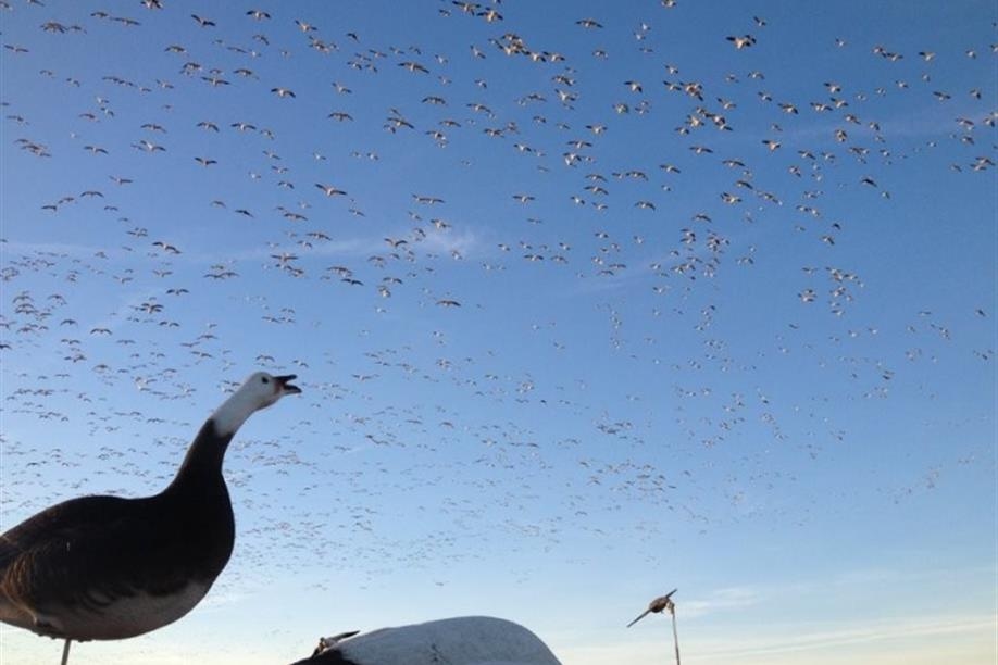 Pacific Wings Prairie Outfitters