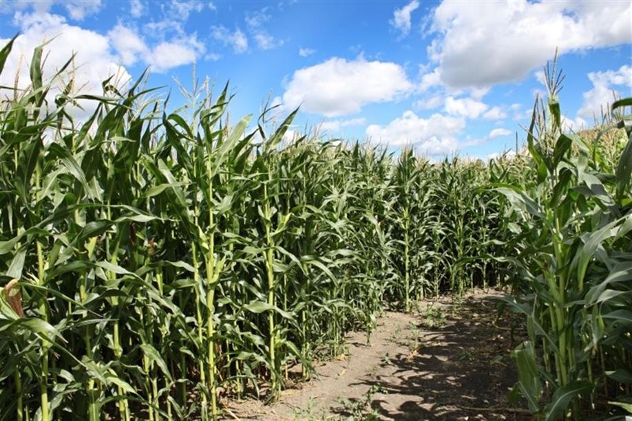 Pumpkin Hollow Corn Maze, Family Farm & Fall Festival