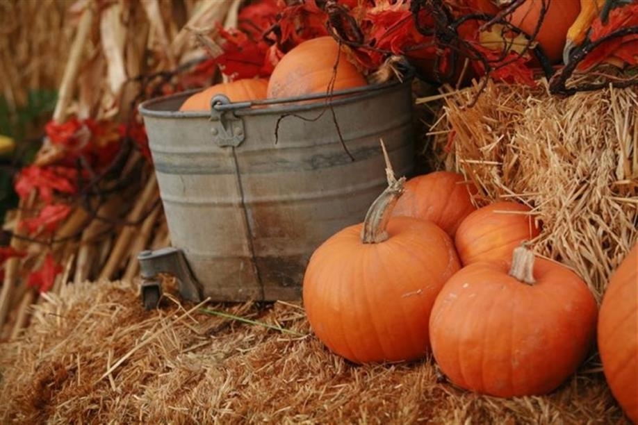 Happy Hollow Corn Maze, Family Farm & Fall Festival