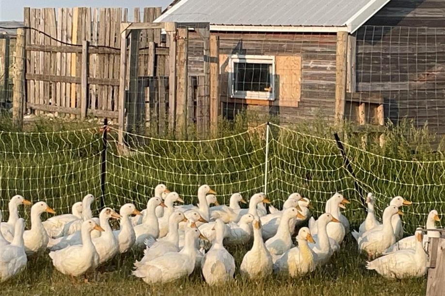 Sage Valley Farm