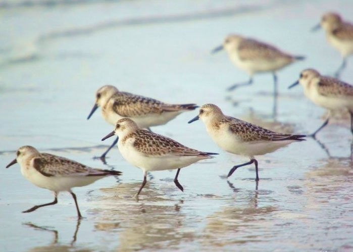 Chaplin Nature Centre - Sanderlings