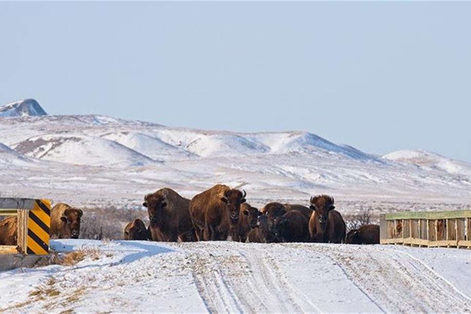 Sky Story Bed & Breakfast, Bison at Grasslands National Park; Photo: James Page