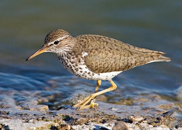 Chaplin Nature Centre - Spotted Sandpiper