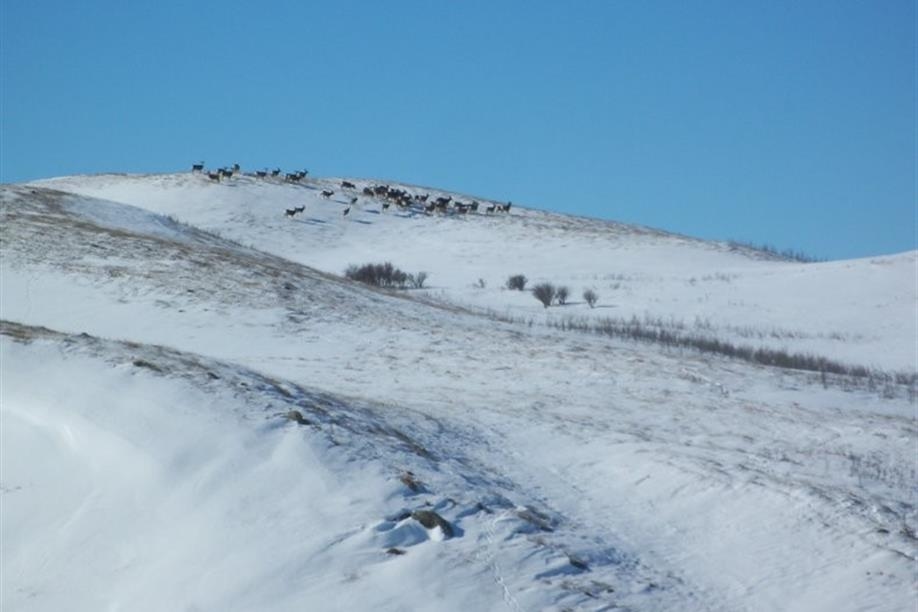 Deer in 'The Gap' - Spring Valley area