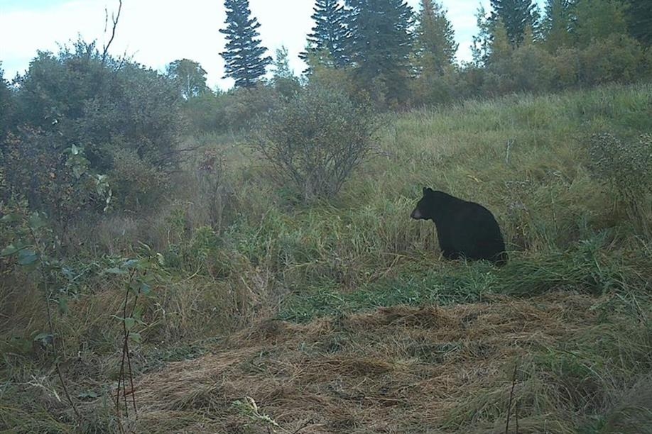 Trapper Creek Outfitters