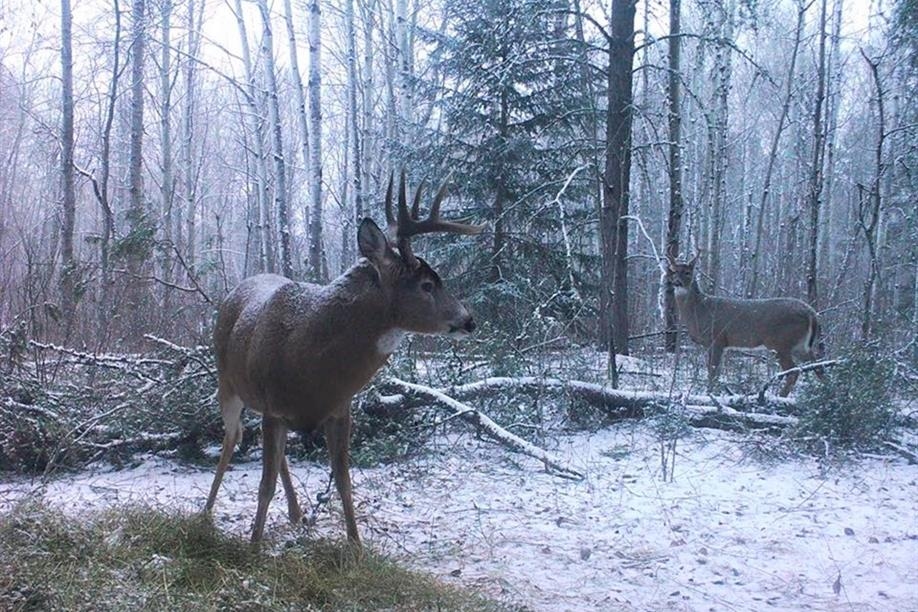 Trapper Creek Outfitters