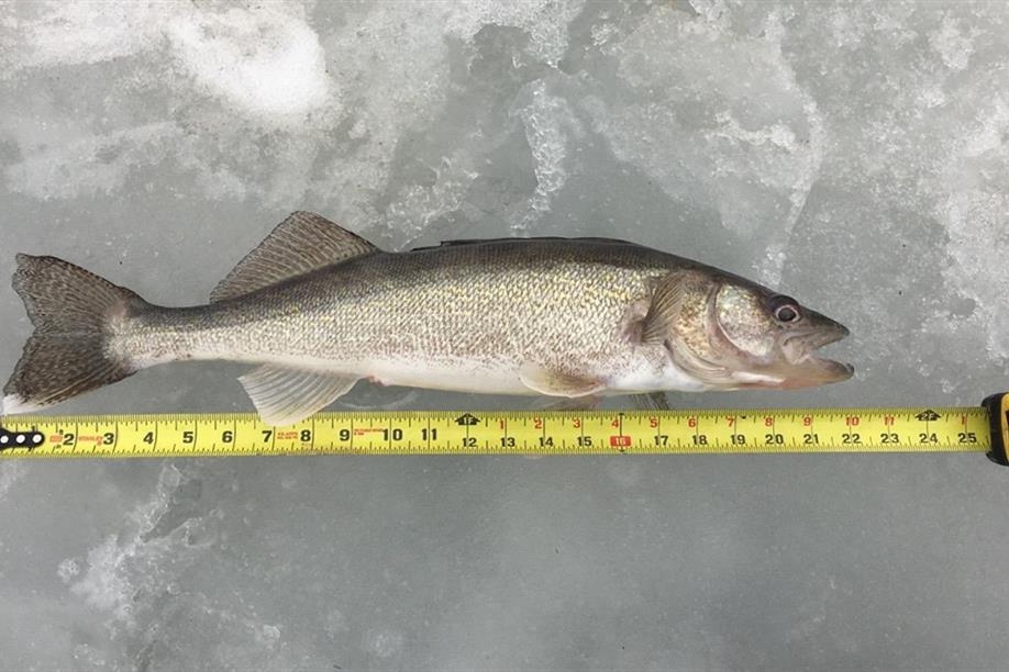 Valhalla Outfitting, Lodge Accommodations and Mi Hijo’s Tavern