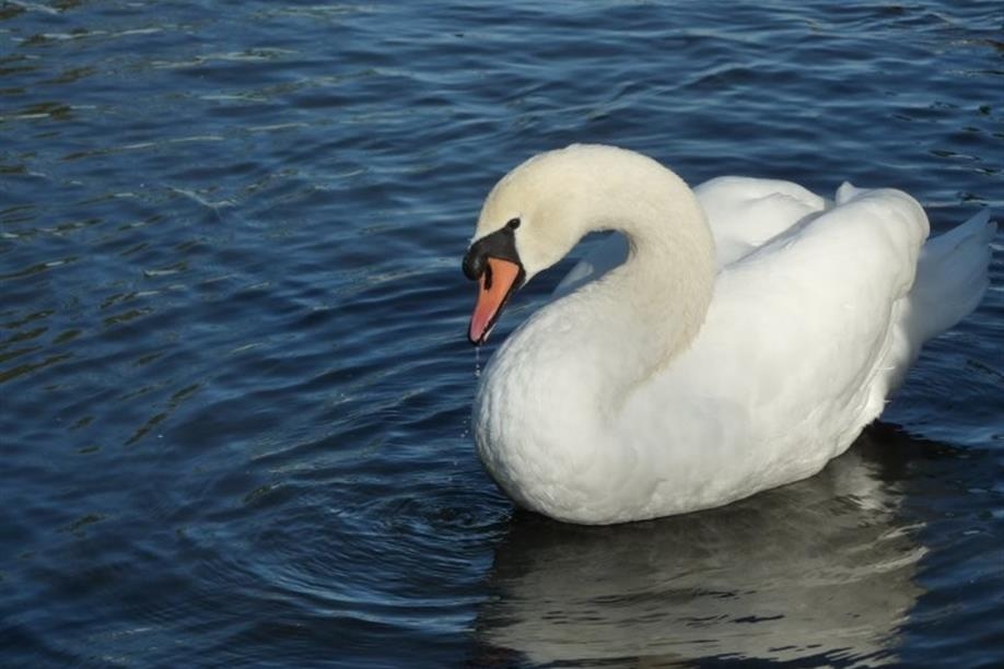 Waterfowl Display Ponds - Image: Kathy Rosenkranz