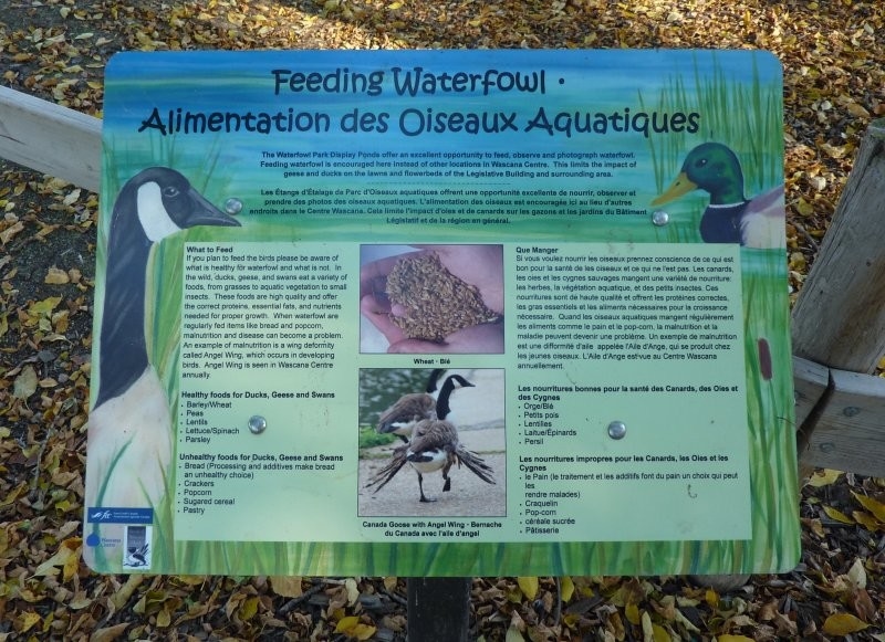 Waterfowl Display Ponds