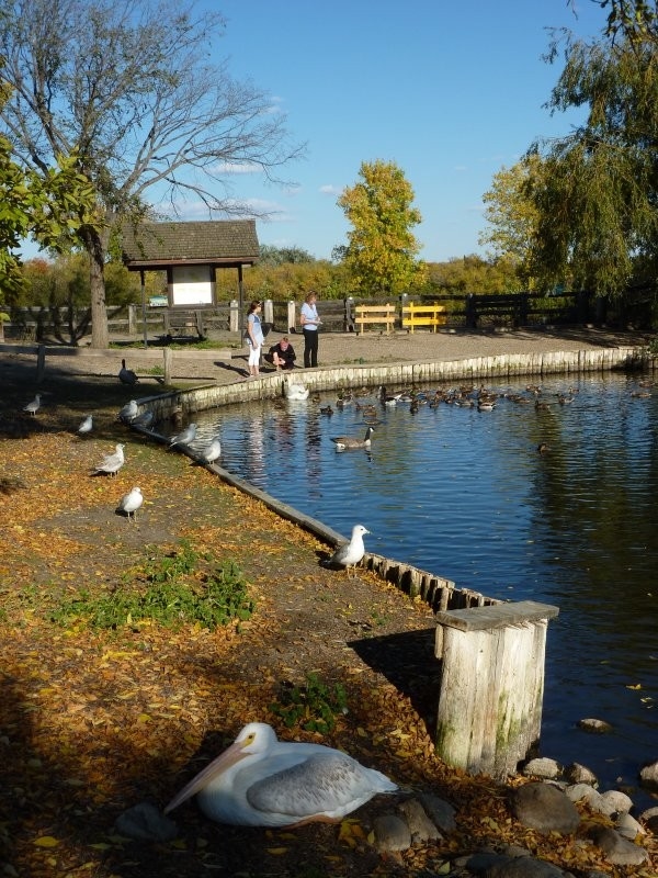 Waterfowl Display Ponds
