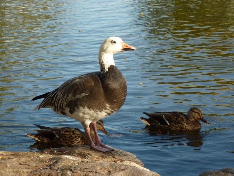 Waterfowl Display Ponds