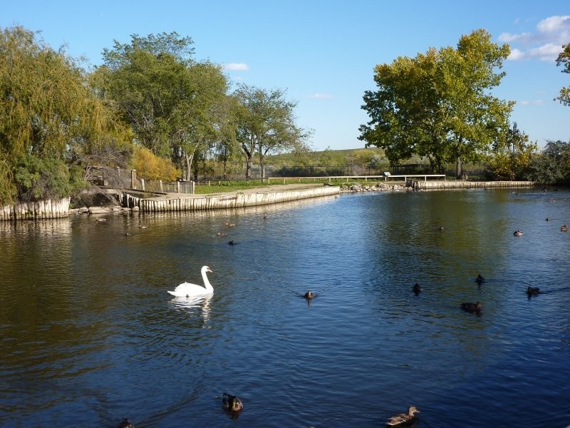 Waterfowl Display Ponds