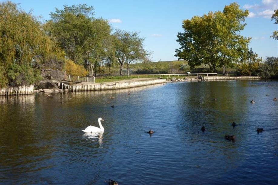 Waterfowl Display Ponds - Image: Kathy Rosenkranz