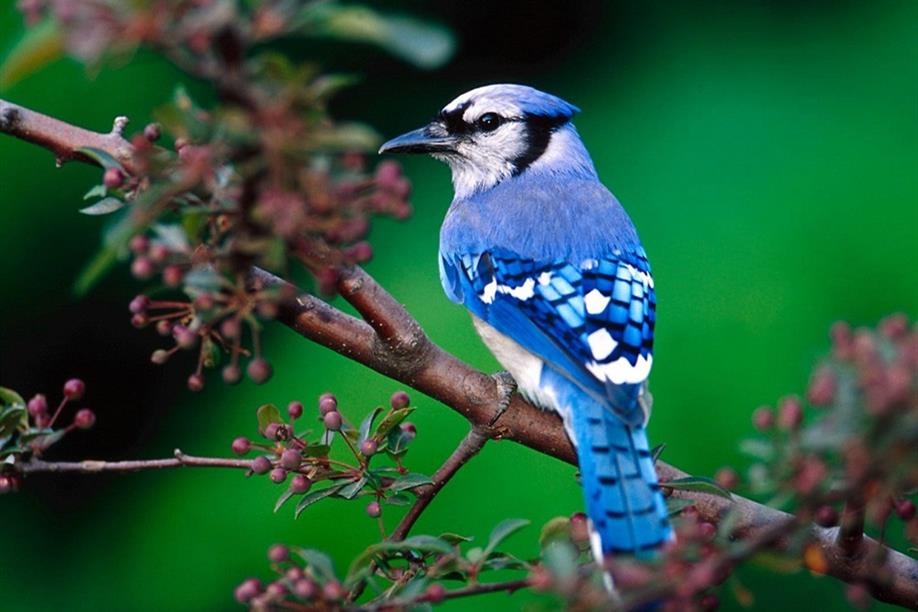 Wild Birds Unlimited Nature Shop - Blue Jay