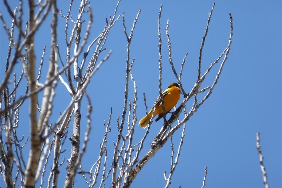 Willowbend Campground & Cabins - Birdwatching opportunities