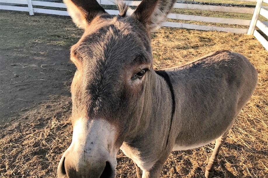 Youth Farm Corn Maze