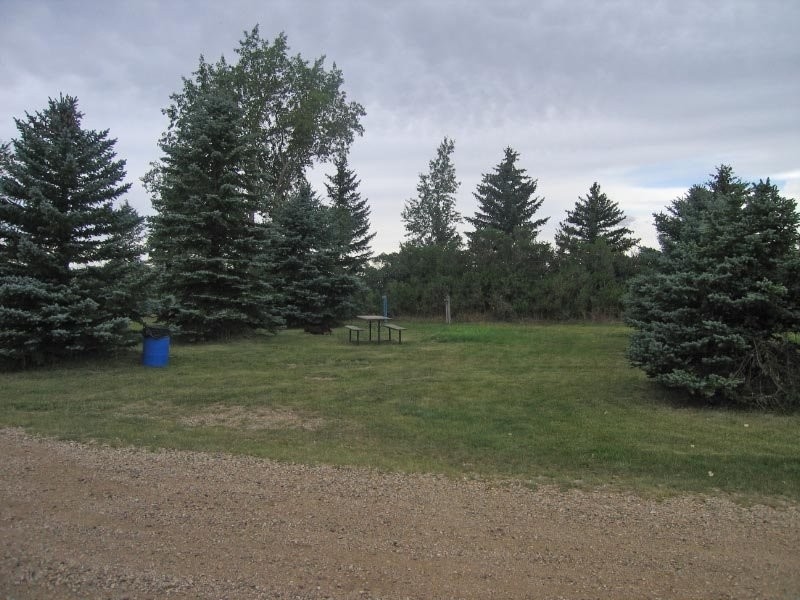Yellow Grass Lions Park 