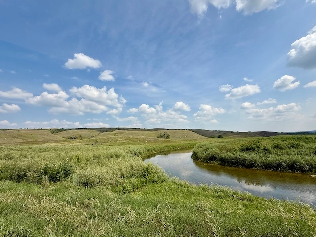 The Wild View