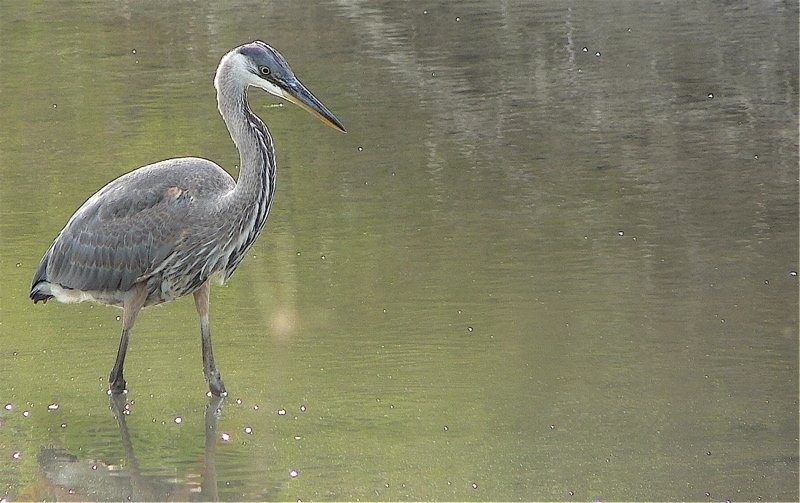 Great Blue Heron, Beaver Creek Conservation Area. photo Meewasin L. Saunders