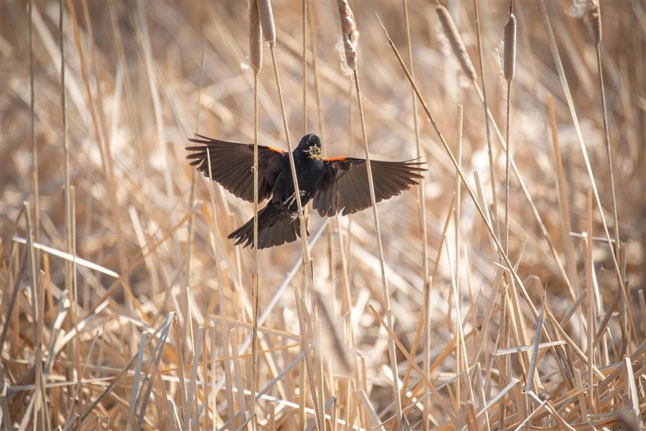 Nicolle Flats Interpretive Area