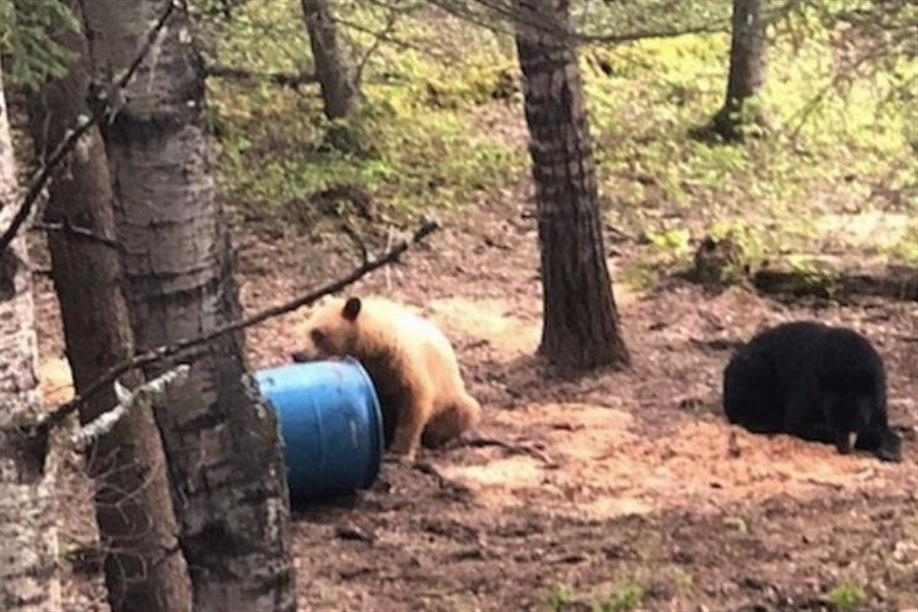 Northern Whitetail Outfitters