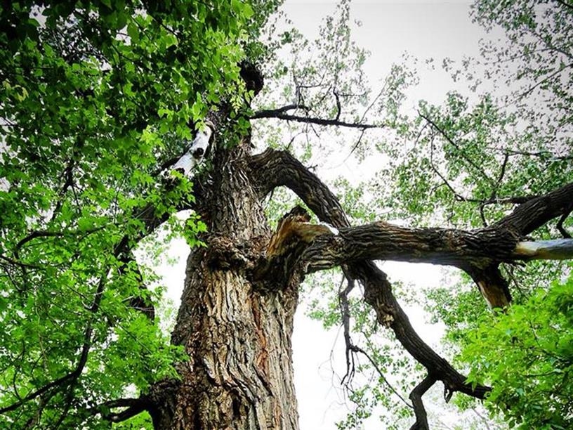The Popoff Tree; Photo: Saskatchewanderer/Tourism Saskatchewan