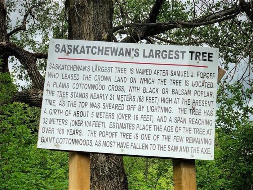 The Popoff Tree; Photo: Saskatchewanderer/Tourism Saskatchewan