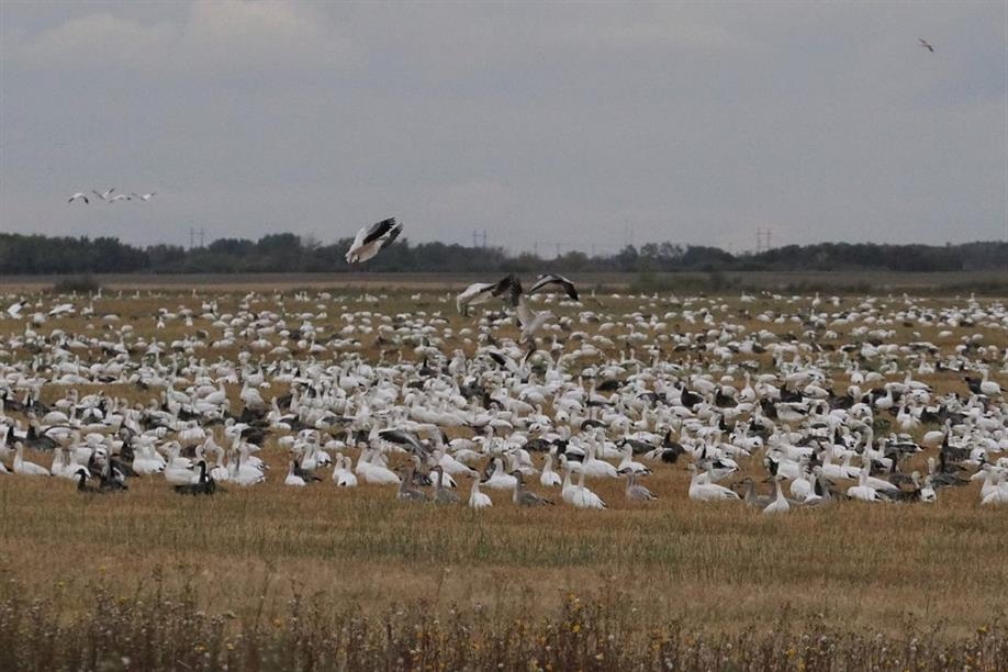 Prairie Rose Outfitters Inc.