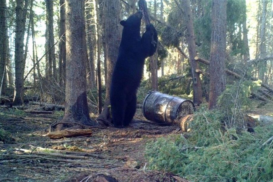 Safari River Outfitters and Goose Haven Outfitters