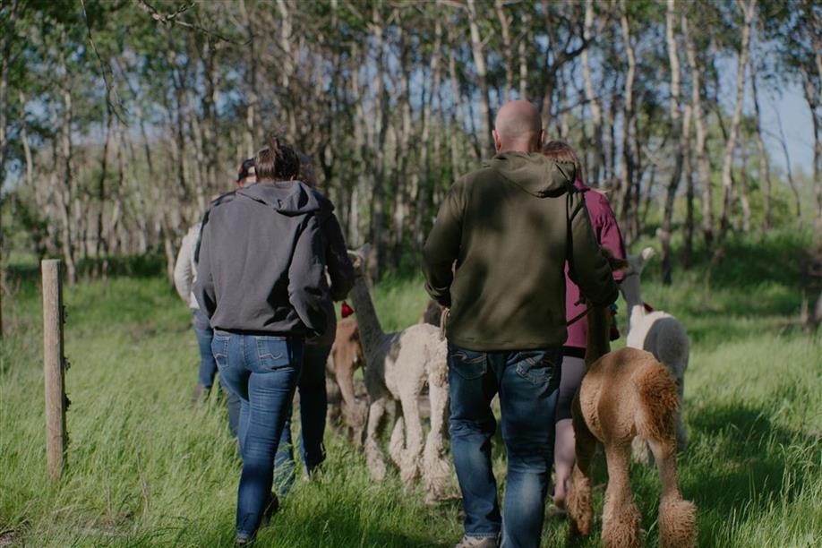 Tiger Lily Alpaca Ranch