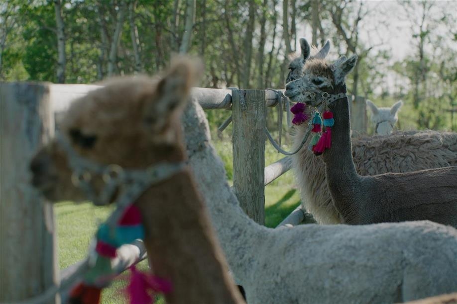 Tiger Lily Alpaca Ranch