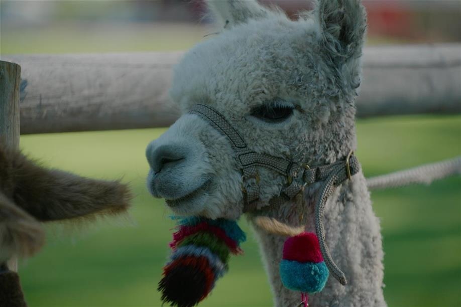 Tiger Lily Alpaca Ranch