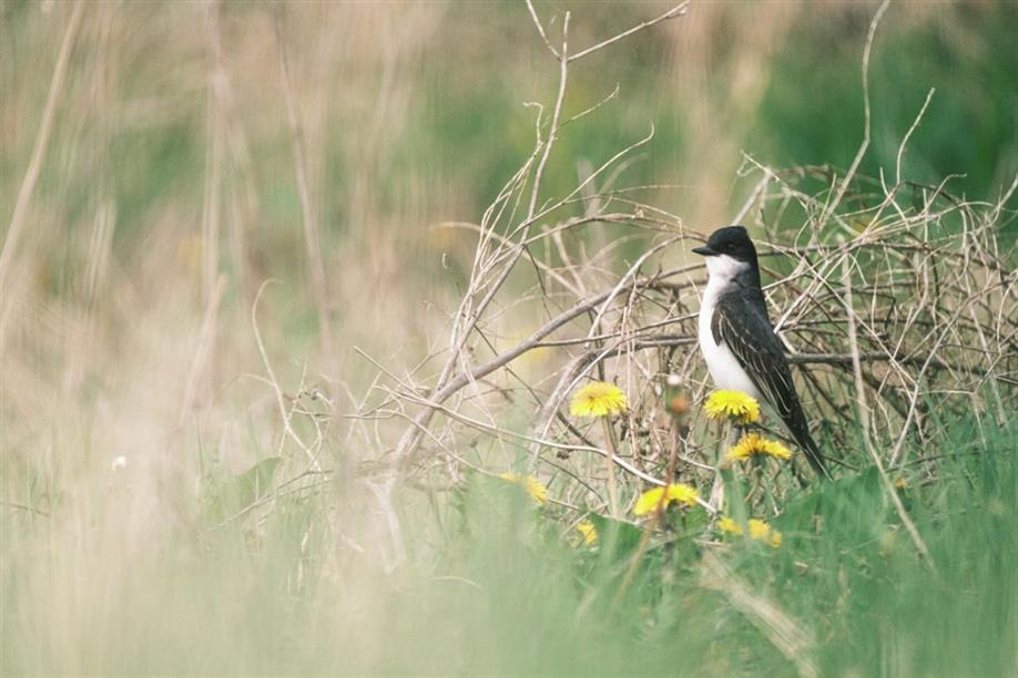 Saskatchewan Birding Trail