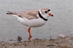 Chaplin Shorebirds Day Tour