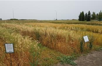 Crops of the Parkland Walking Tour