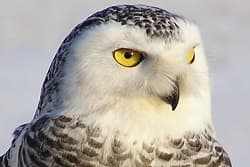 Private Snowy Owl Tour Viewing Tour