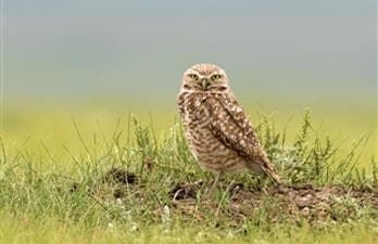 Saskatchewan Burrowing Owl Interpretive Centre