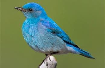 Saskatoon Custom Bird Tours