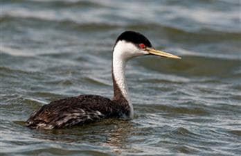 Last Mountain Lake Bird Sanctuary Public Full Day Tour