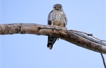 The Wild View Tours | Urban Wild Tour