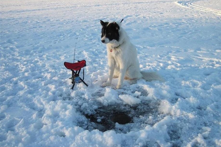 North Wild Life Camps