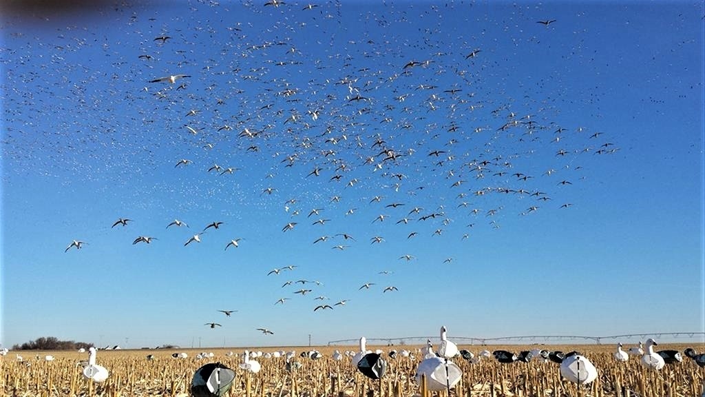 Bay Prairie Outfitters (BPO & P Inc)