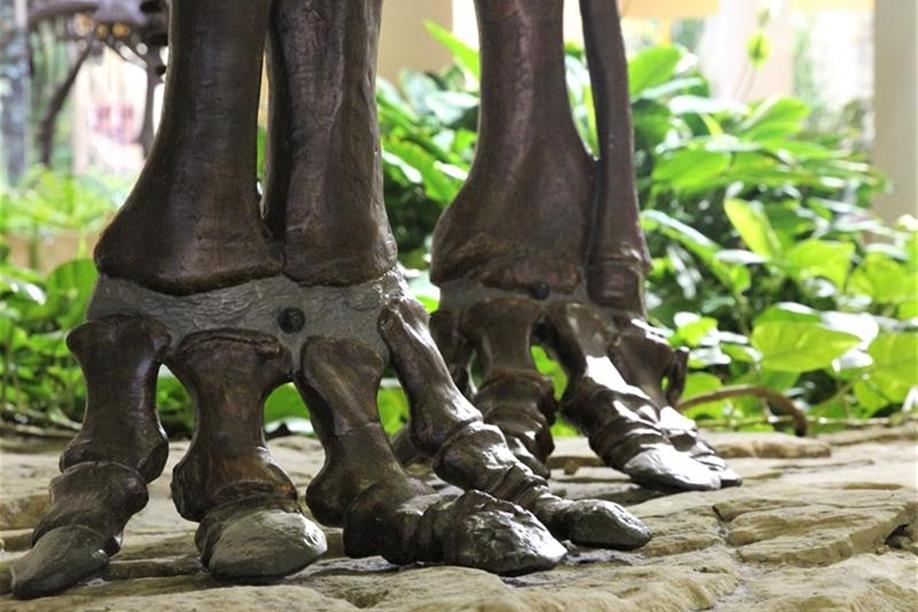 Museum of Natural Sciences