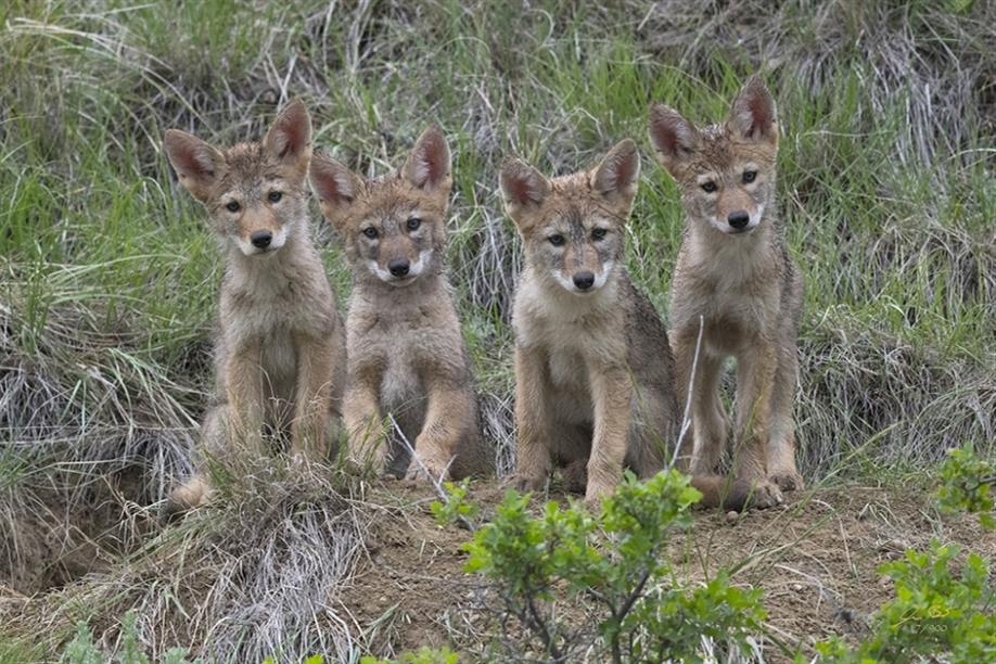 All in the Wild - Misunderstood