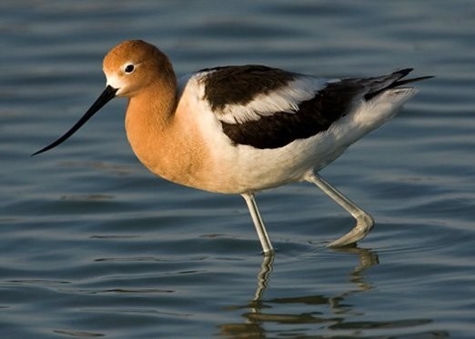 Chaplin Nature Centre - Avocet